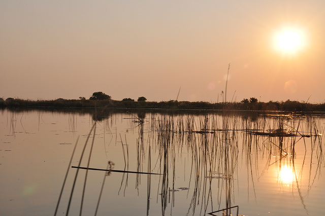 Vesperiĝo en Okavango-Delto