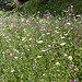 Beningbrough Hall - wild flower verge 2