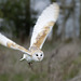 Barn Owl (a)