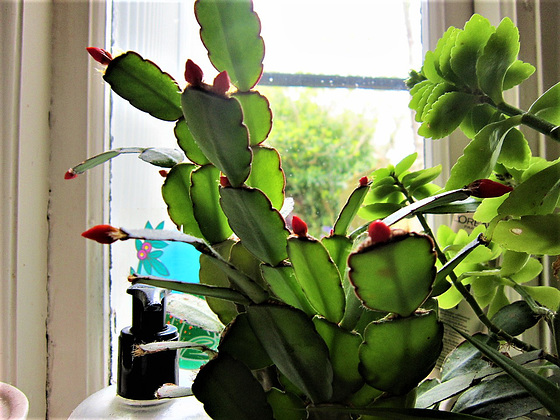 The cactus flower buds are getting bigger
