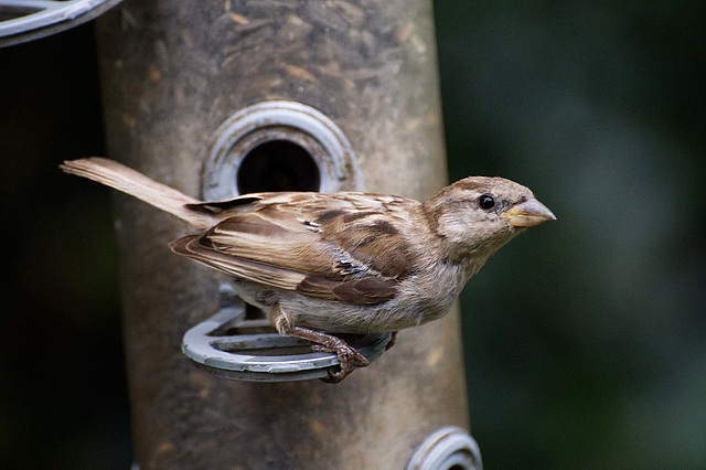 Sparrow.6jpg