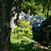 Rhododendron Glade