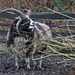 20160303 0258VRAw [D~BI] Jakobschaf (Ovis orientalis f. aries, Jakob Sheep, Mouton de Jakob), Tierpark Olderdissen, Bielefeld