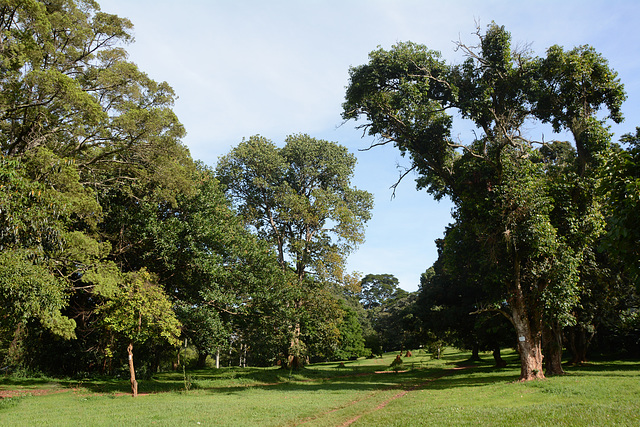 Uganda, Landscape in Entebbe Botanical Garden