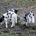20160303 0260VRAw [D~BI] Jakobschaf (Ovis orientalis f. aries, Jakob Sheep, Mouton de Jakob), Tierpark Olderdissen, Bielefeld