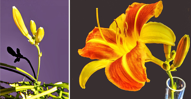 Collage Taglilien (Hemerocallis) ©UdoSm