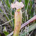 20210221 9945CPw [D~LIP] Schlauchpflanzen (Sarracenia purpurea), [Trompetenpflanze] [Trompetenblatt], UWZ, Bad Salzuflen