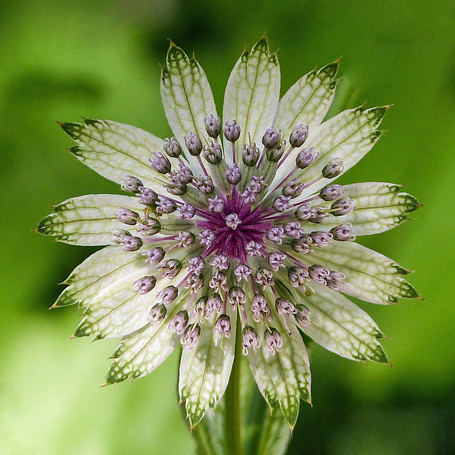 Masterwort / Astrantia major