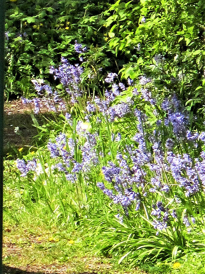 The bluebells in my drive are still going strong even after a month