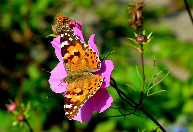 Distel vlinder    Vanessa cardui