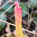 20210221 9946CPw [D~LIP] Schlauchpflanzen (Sarracenia purpurea), [Trompetenpflanze] [Trompetenblatt], UWZ, Bad Salzuflen