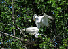 Great Egrets on their Nest