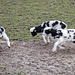 20160303 0261VRAw [D~BI] Jakobschaf (Ovis orientalis f. aries, Jakob Sheep, Mouton de Jakob), Tierpark Olderdissen, Bielefeld