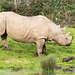 Rhino at Chester Zoo.