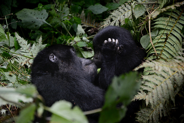 Uganda, Bwindi Forest, Maternal Kiss