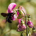 Xylocope ou abeille charpentière dans le pois de senteur grimpant