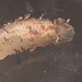 Hoverfly larva, IMG_2603
