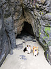 Höhlen-Hunde