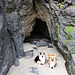 Höhlen-Hunde