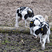 20160303 0263VRAw [D~BI] Jakobschaf (Ovis orientalis f. aries, Jakob Sheep, Mouton de Jakob), Tierpark Olderdissen, Bielefeld