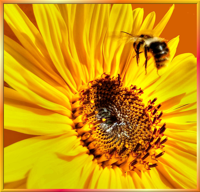 Bumblebees happy landing... ©UdoSm Bumblebees happy landing... ©UdoSm