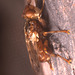 Conopid Fly IMG_2577
