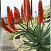 Aloe Vera mit Blüten. ©UdoSm