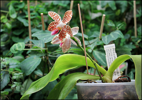 Phalaenopsis sumatrana South Thailand (1) Phalaenopsis sumatrana South Thailand (1)