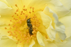 metallic bee in rose DSC 9484
