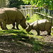 Rhino pair