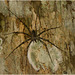 IMG 6522 Spider