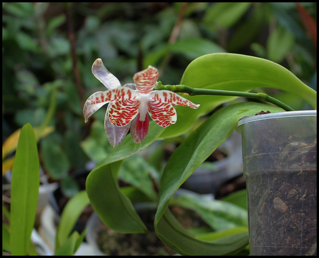 Phalaenopsis sumatrana South Thailand (3)