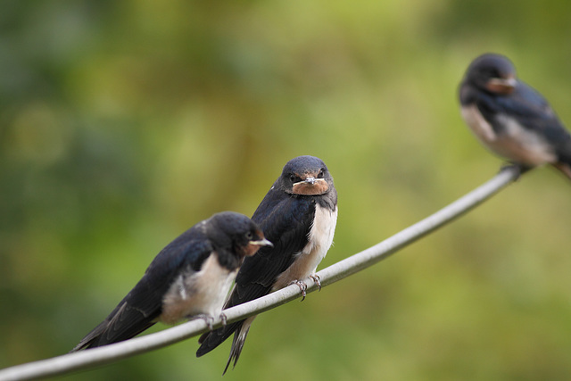 Swallows (Hirundo rustica), juveniles