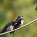 Swallows (Hirundo rustica), juveniles