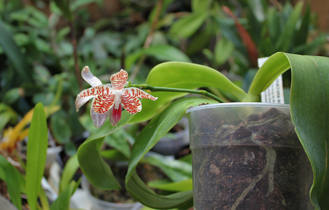 Phalaenopsis sumatrana South Thailand (4)