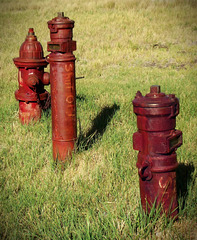 Lots of hydrants