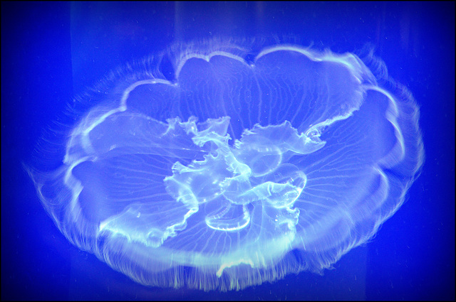 jellyfish - waikiki aquarium