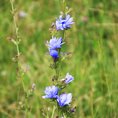 Chicory - a laggard stem with more flower than most -Seaford 13 7 2023