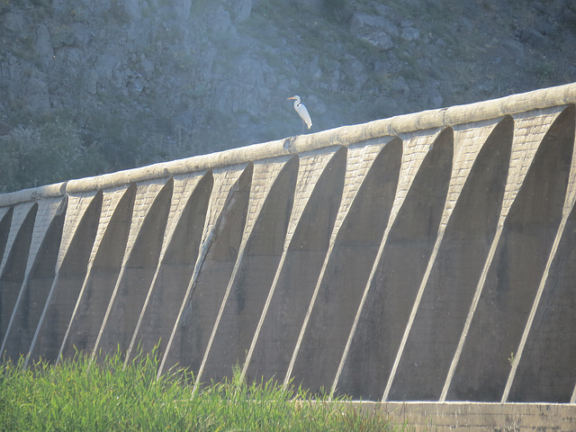 Gillespie Dam Great Egret