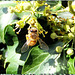 Honigbiene. ©UdoSm