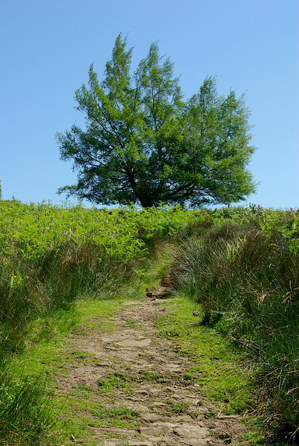 Middle Moor track