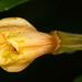 Die Kleinblütige Nachtkerze ist noch geschlossen :))  The small-flowered evening primrose is still closed :))  La primevère à petites fleurs est encore fermée :))