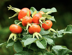 Früchte der Bibernell-Rose