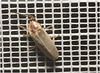 IMG 6545 Beetle