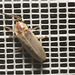 IMG 6545 Beetle