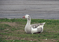 Domestic Greylag Goose