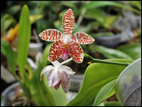 Phalaenopsis sumatrana South Thailand (6) Phalaenopsis sumatrana South Thailand (6)