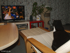 Snow White watching handball from favourite chair, 2