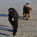 our doggies at the beach