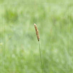 Grass Seed Head